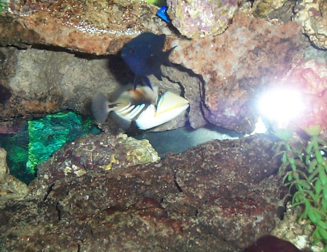 saltwater fish - rhinecanthus aculeatus - humu picasso triggerfish stocking in 90 gallons tank - humu and damsel saltwater fish - rhinecanthus aculeatus - humu picasso triggerfish stocking in 90 gallons tank - humu and damsel