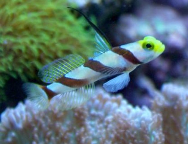 saltwater fish - stonogobiops nematodes - hi fin red banded goby stocking in 10 gallons tank - Hi-Fin Red Banded Goby aka Antenna Goby saltwater fish - stonogobiops nematodes - hi fin red banded goby stocking in 10 gallons tank - Hi-Fin Red Banded Goby aka Antenna Goby