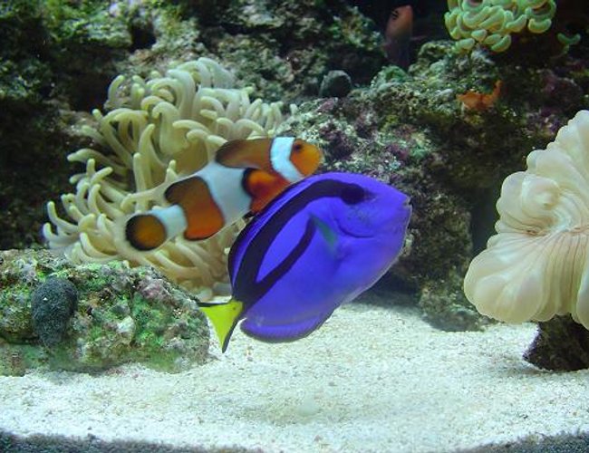 saltwater fish - amphiprion percula - true percula clownfish stocking in 60 gallons tank - best friends saltwater fish - amphiprion percula - true percula clownfish stocking in 60 gallons tank - best friends