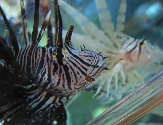 saltwater fish - pterois volitans - volitan lionfish stocking in 65 gallons tank - Lionfish - The large dark one is a male (I think) and the smaller white one in the back is a female (I think) because they have "courted" each other many times. saltwater fish - pterois volitans - volitan lionfish stocking in 65 gallons tank - Lionfish - The large dark one is a male (I think) and the smaller white one in the back is a female (I think) because they have "courted" each other many times.