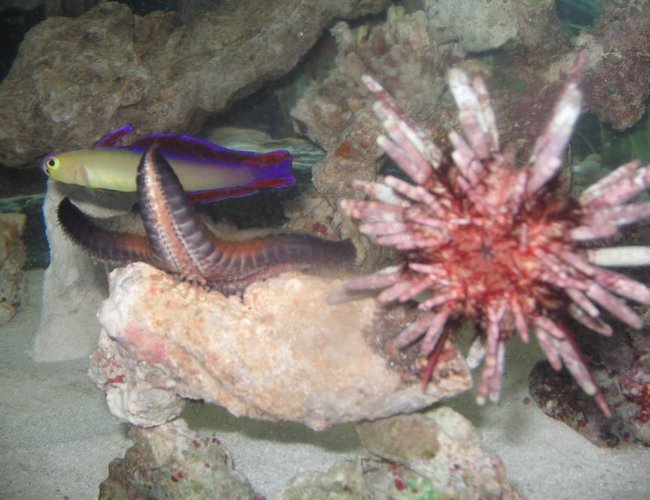 saltwater fish - nemateleotris decora - firefish, purple stocking in 2 gallons tank - my pencil urchin, purplr fire goby, and chocolatechip starfish saltwater fish - nemateleotris decora - firefish, purple stocking in 2 gallons tank - my pencil urchin, purplr fire goby, and chocolatechip starfish