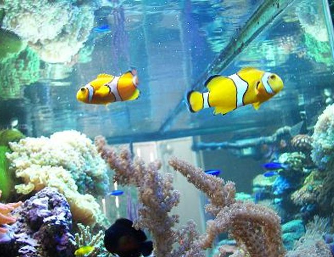 saltwater fish - amphiprion clarkii - clarkii clownfish stocking in 120 gallons tank - HERE'S MY CLOWNS, CORAL BEAUTY, saltwater fish - amphiprion clarkii - clarkii clownfish stocking in 120 gallons tank - HERE'S MY CLOWNS, CORAL BEAUTY,