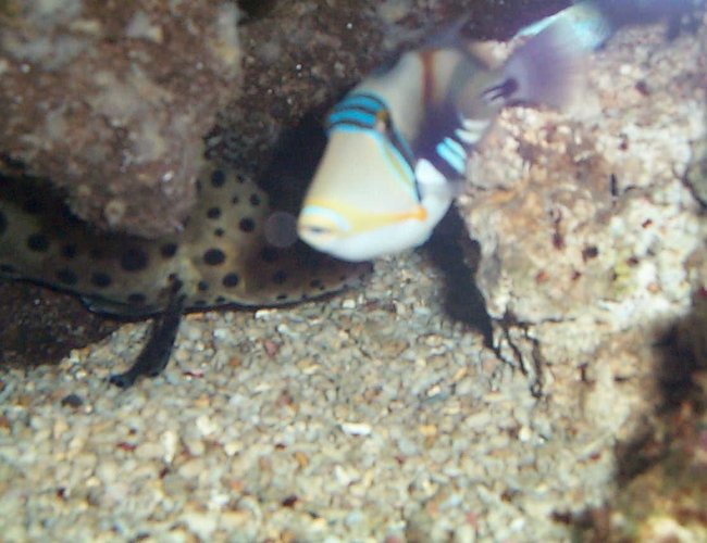 saltwater fish - rhinecanthus aculeatus - humu picasso triggerfish stocking in 90 gallons tank - huma saltwater fish - rhinecanthus aculeatus - humu picasso triggerfish stocking in 90 gallons tank - huma