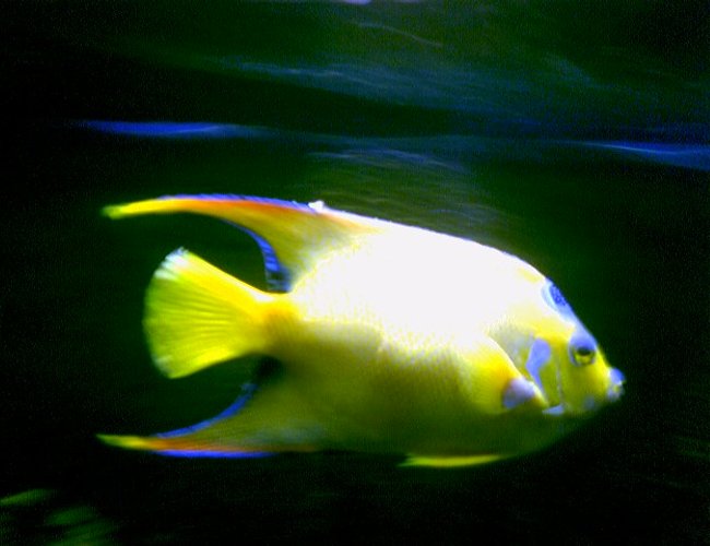 saltwater fish - holacanthus ciliaris - queen angelfish stocking in 125 gallons tank - Queen Angel in my 125 saltwater fish - holacanthus ciliaris - queen angelfish stocking in 125 gallons tank - Queen Angel in my 125