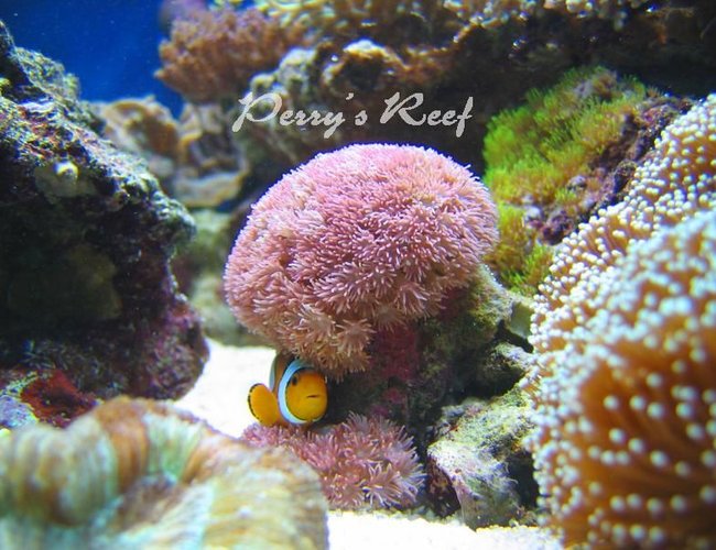 saltwater fish - amphiprion ocellaris - ocellaris clownfish stocking in 100 gallons tank - ocellaris2 saltwater fish - amphiprion ocellaris - ocellaris clownfish stocking in 100 gallons tank - ocellaris2