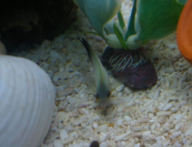 saltwater fish - centropyge vroliki - half black angelfish stocking in 40 gallons tank - look how skinny my half-black angel is. saltwater fish - centropyge vroliki - half black angelfish stocking in 40 gallons tank - look how skinny my half-black angel is.