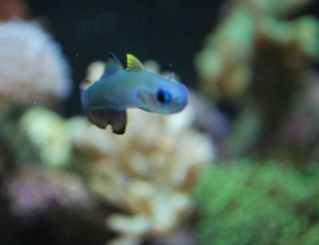 saltwater fish - ptereleotris evides - scissortail dartfish stocking in 60 gallons tank - Scissorstail goby saltwater fish - ptereleotris evides - scissortail dartfish stocking in 60 gallons tank - Scissorstail goby