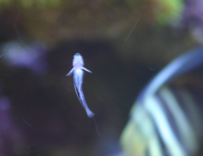 saltwater fish - elacatinus oceanops - neon goby stocking in 130 gallons tank - Neon goby, cleans other fishes... saltwater fish - elacatinus oceanops - neon goby stocking in 130 gallons tank - Neon goby, cleans other fishes...