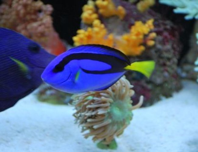 saltwater fish - paracanthurus hepatus - blue tang stocking in 60 gallons tank - Blue and Purple Tang swimming side by side saltwater fish - paracanthurus hepatus - blue tang stocking in 60 gallons tank - Blue and Purple Tang swimming side by side