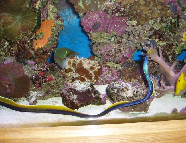 saltwater fish - rhinomuraena quaesita - ribbon eel stocking in 90 gallons tank - Ribbon ell and bird fish in reef tank saltwater fish - rhinomuraena quaesita - ribbon eel stocking in 90 gallons tank - Ribbon ell and bird fish in reef tank