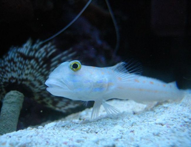 saltwater fish - valencienna puellaris - diamond watchman goby stocking in 46 gallons tank - Diamond Watchman Goby saltwater fish - valencienna puellaris - diamond watchman goby stocking in 46 gallons tank - Diamond Watchman Goby