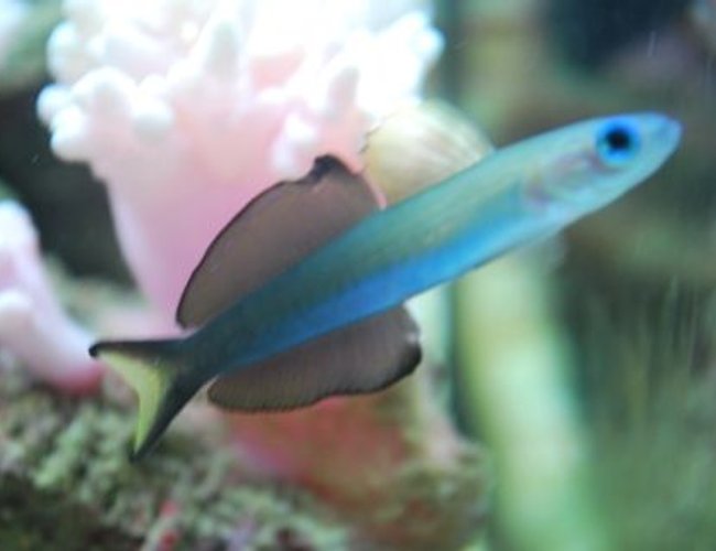 saltwater fish - ptereleotris evides - scissortail dartfish stocking in 60 gallons tank - Side view of our Scissorstail goby
(IF YOU DO NOT LIKE OUR PICTURES THEN YOU DO NOT HAVE TO LOOK AT THEM, BUT VOTING 0 IS VERY NEGATIVE ON YOUR PART) PLEASE JUST MOVE ON - THANKS!!!! saltwater fish - ptereleotris evides - scissortail dartfish stocking in 60 gallons tank - Side view of our Scissorstail goby
(IF YOU DO NOT LIKE OUR PICTURES THEN YOU DO NOT HAVE TO LOOK AT THEM, BUT VOTING 0 IS VERY NEGATIVE ON YOUR PART) PLEASE JUST MOVE ON - THANKS!!!!