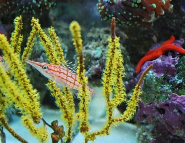 saltwater fish - oxycirrhites typus - longnose hawkfish stocking in 60 gallons tank - Long nose hawk fish hanging out in the the feather coral saltwater fish - oxycirrhites typus - longnose hawkfish stocking in 60 gallons tank - Long nose hawk fish hanging out in the the feather coral