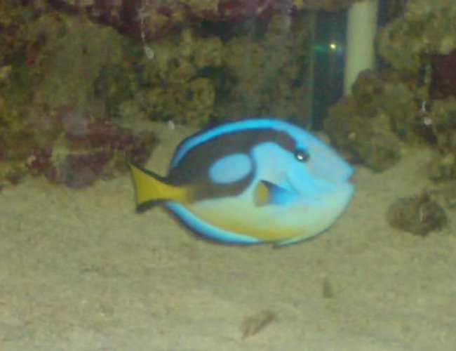 saltwater fish - paracanthurus hepatus - blue tang stocking in 130 gallons tank - my regal tang crap picture i no but he swims so fast!!!!! saltwater fish - paracanthurus hepatus - blue tang stocking in 130 gallons tank - my regal tang crap picture i no but he swims so fast!!!!!