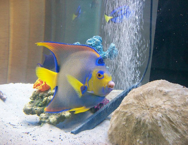 saltwater fish - holacanthus ciliaris - queen angelfish stocking in 250 gallons tank - queen angel saltwater fish - holacanthus ciliaris - queen angelfish stocking in 250 gallons tank - queen angel