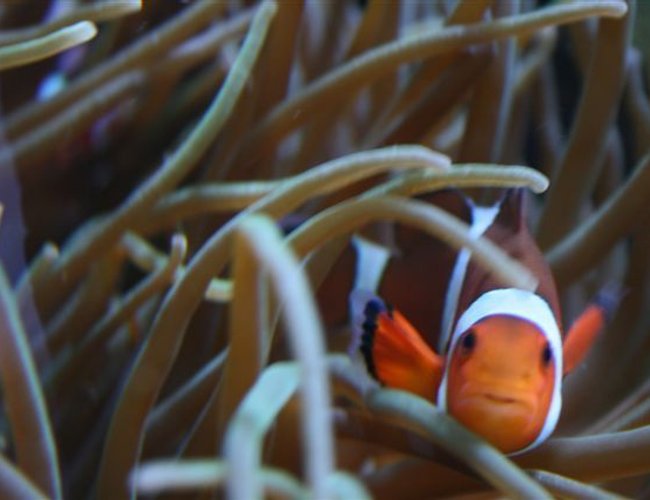 saltwater fish - amphiprion percula - true percula clownfish stocking in 140 gallons tank - Female Perc Clown saltwater fish - amphiprion percula - true percula clownfish stocking in 140 gallons tank - Female Perc Clown