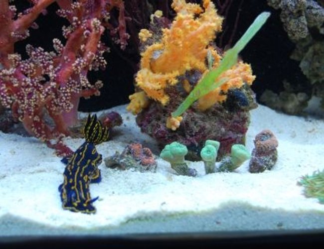 saltwater fish - solenostomus cyanopterus - robust ghostpipefish stocking in 60 gallons tank - Ghost pipe-fish with my greek godess slug saltwater fish - solenostomus cyanopterus - robust ghostpipefish stocking in 60 gallons tank - Ghost pipe-fish with my greek godess slug