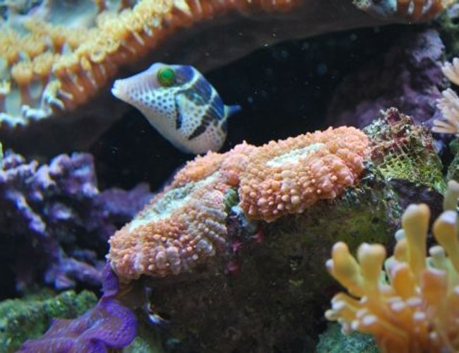 saltwater fish - canthigaster valentini - saddle valentini puffer stocking in 60 gallons tank - Valentinni's sharpnose puffer (8-08) saltwater fish - canthigaster valentini - saddle valentini puffer stocking in 60 gallons tank - Valentinni's sharpnose puffer (8-08)