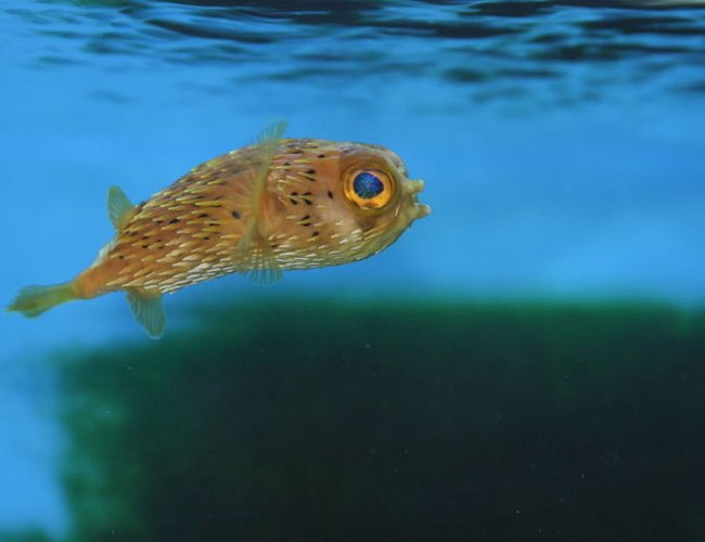 saltwater fish - diodon holocanthus - porcupine puffer stocking in 60 gallons tank - Porcupine Puffer. This is Nibbles looking for food. saltwater fish - diodon holocanthus - porcupine puffer stocking in 60 gallons tank - Porcupine Puffer. This is Nibbles looking for food.