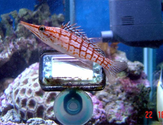 saltwater fish - oxycirrhites typus - longnose hawkfish stocking in 185 gallons tank - update saltwater fish - oxycirrhites typus - longnose hawkfish stocking in 185 gallons tank - update