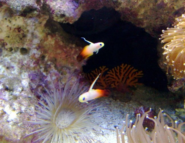 saltwater fish - nemateleotris magnifica - firefish stocking in 55 gallons tank - flame tails saltwater fish - nemateleotris magnifica - firefish stocking in 55 gallons tank - flame tails