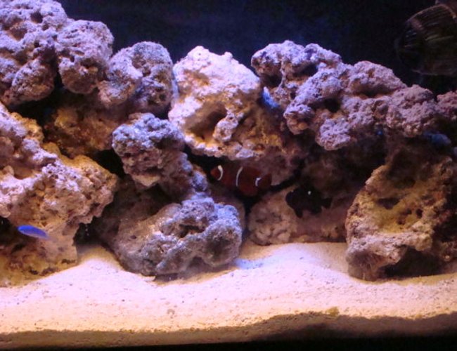 saltwater fish - amphiprion percula - true percula clownfish stocking in 29 gallons tank - some of my ocean family saltwater fish - amphiprion percula - true percula clownfish stocking in 29 gallons tank - some of my ocean family