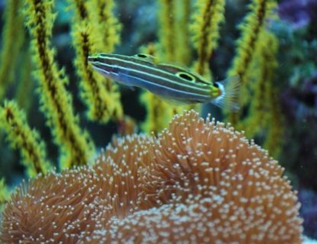 saltwater fish - amblygobius hectori - hector's goby stocking in 60 gallons tank - Hectors goby saltwater fish - amblygobius hectori - hector's goby stocking in 60 gallons tank - Hectors goby