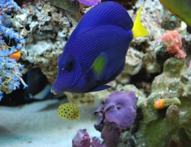 saltwater fish - zebrasoma xanthurum - purple tang stocking in 60 gallons tank - Purple tang (We call Prince), and mini box fish (We call Square pants) saltwater fish - zebrasoma xanthurum - purple tang stocking in 60 gallons tank - Purple tang (We call Prince), and mini box fish (We call Square pants)