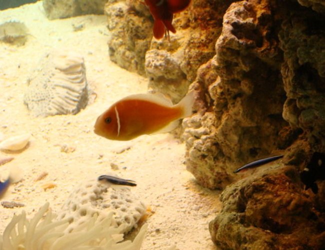 saltwater fish - amphiprion perideraion - pink skunk clownfish stocking in 29 gallons tank - my skunk saltwater fish - amphiprion perideraion - pink skunk clownfish stocking in 29 gallons tank - my skunk