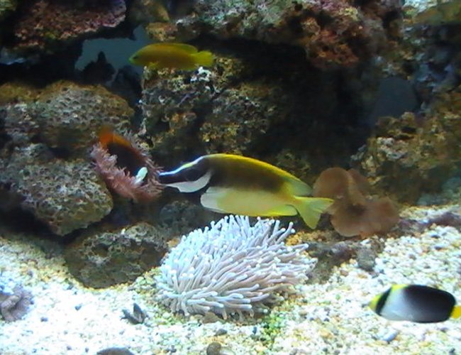 saltwater fish - siganus vulpinus - foxface lo stocking in 95 gallons tank - Foxface Lo, Clownfish, Dusky Dottyback & Angle Fish saltwater fish - siganus vulpinus - foxface lo stocking in 95 gallons tank - Foxface Lo, Clownfish, Dusky Dottyback & Angle Fish