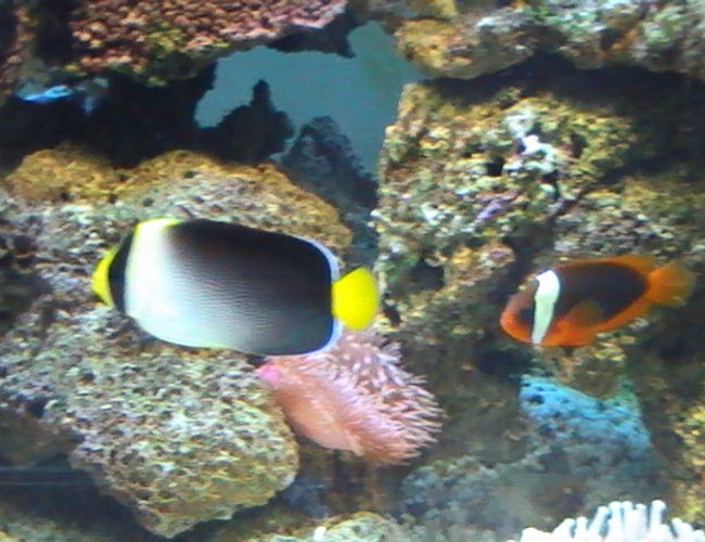 saltwater fish - chaetodontoplus mesoleucus - singapore angelfish stocking in 95 gallons tank - Angle Fish saltwater fish - chaetodontoplus mesoleucus - singapore angelfish stocking in 95 gallons tank - Angle Fish