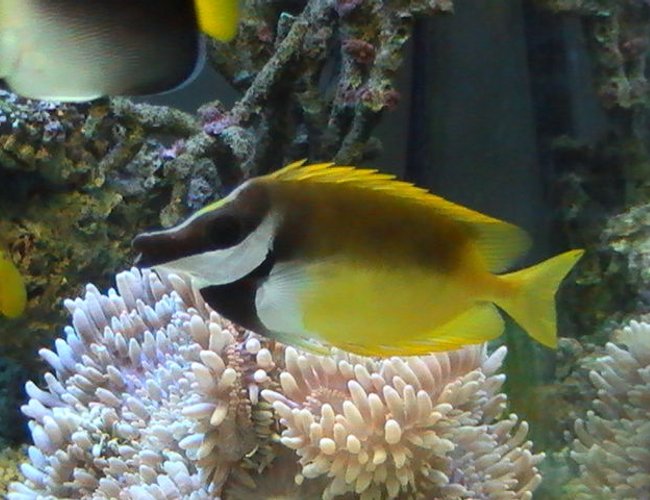 saltwater fish - siganus vulpinus - foxface lo stocking in 95 gallons tank - Foxface Lo saltwater fish - siganus vulpinus - foxface lo stocking in 95 gallons tank - Foxface Lo