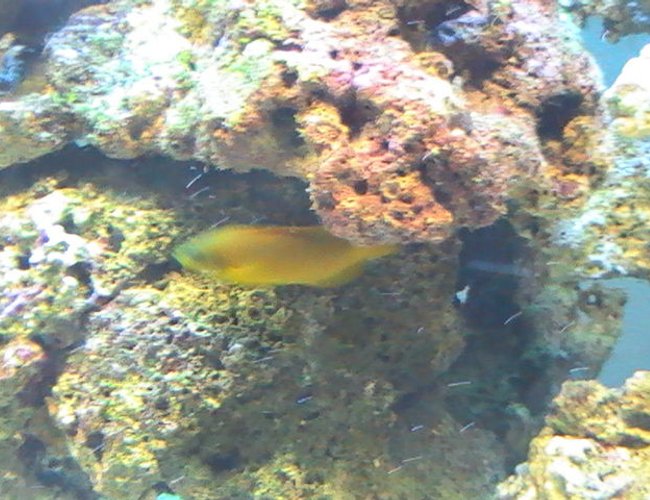 saltwater fish - pseudochromis fuscus - dusky dottyback stocking in 95 gallons tank - Dusky Dottyback saltwater fish - pseudochromis fuscus - dusky dottyback stocking in 95 gallons tank - Dusky Dottyback