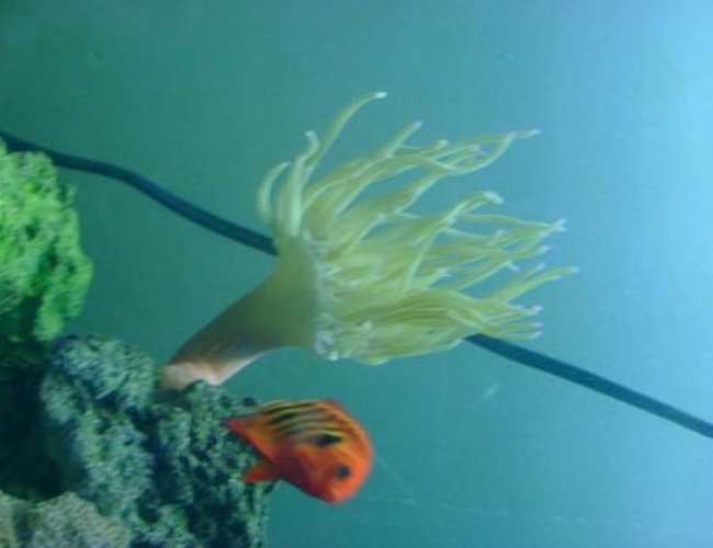 saltwater fish - centropyge loriculus - flame angelfish stocking in 157 gallons tank - anemone saltwater fish - centropyge loriculus - flame angelfish stocking in 157 gallons tank - anemone