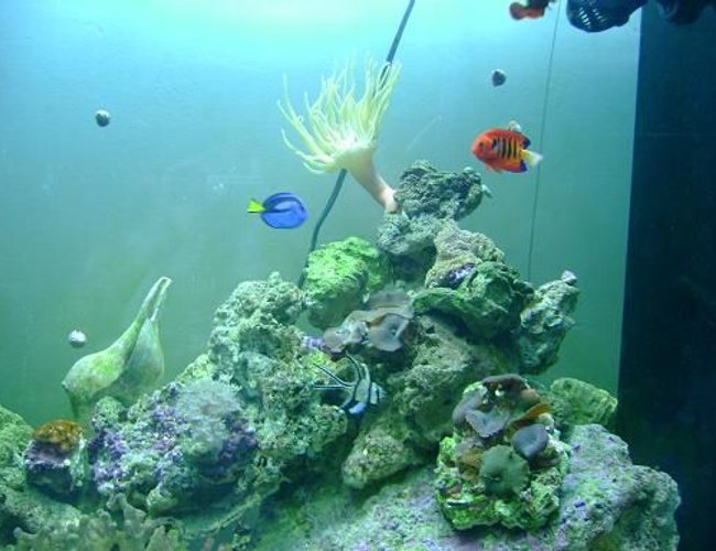 saltwater fish - paracanthurus hepatus - blue tang stocking in 157 gallons tank - another one saltwater fish - paracanthurus hepatus - blue tang stocking in 157 gallons tank - another one