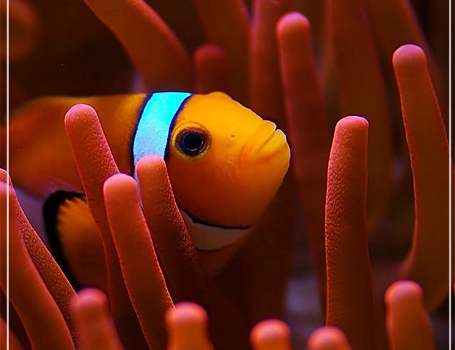 saltwater fish - amphiprion percula - true percula clownfish stocking in 150 gallons tank - false percula hosting in a RBTA saltwater fish - amphiprion percula - true percula clownfish stocking in 150 gallons tank - false percula hosting in a RBTA