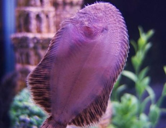 saltwater fish - bothus lunatus - flounder stocking in 29 gallons tank - Bottom Of My Flounder. saltwater fish - bothus lunatus - flounder stocking in 29 gallons tank - Bottom Of My Flounder.