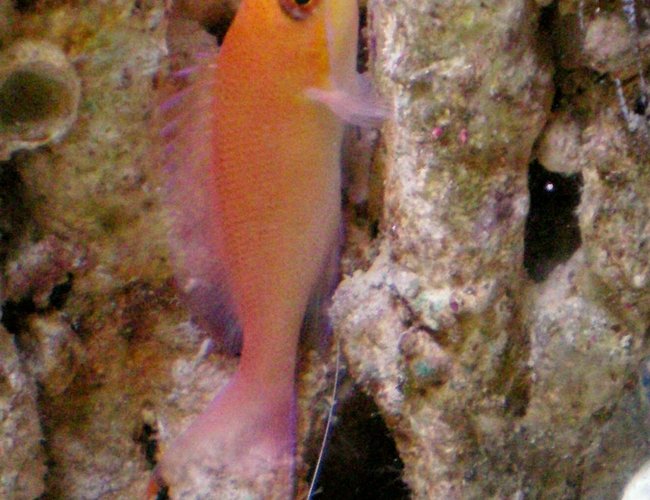 saltwater fish - pseudanthias bimaculatus - bimaculatus anthias stocking in 75 gallons tank - Pink Anthias hanging out on some live rock saltwater fish - pseudanthias bimaculatus - bimaculatus anthias stocking in 75 gallons tank - Pink Anthias hanging out on some live rock