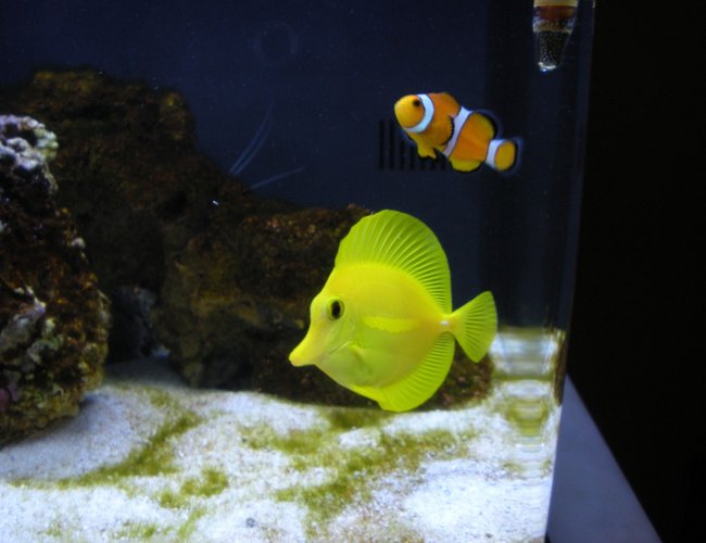 saltwater fish - zebrasoma flavescens - yellow tang - hawaii stocking in 20 gallons tank - Ocellaris Clownfish and Yellow Tang both very new to me saltwater fish - zebrasoma flavescens - yellow tang - hawaii stocking in 20 gallons tank - Ocellaris Clownfish and Yellow Tang both very new to me
