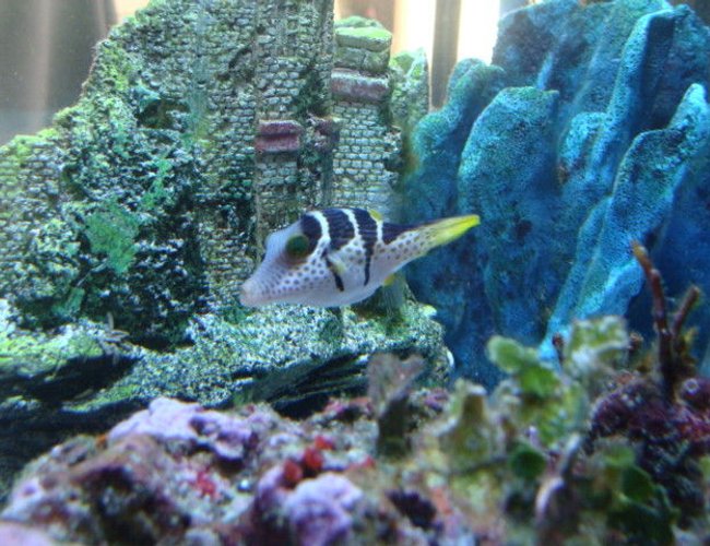saltwater fish - canthigaster valentini - saddle valentini puffer stocking in 75 gallons tank - valintinie puffer saltwater fish - canthigaster valentini - saddle valentini puffer stocking in 75 gallons tank - valintinie puffer