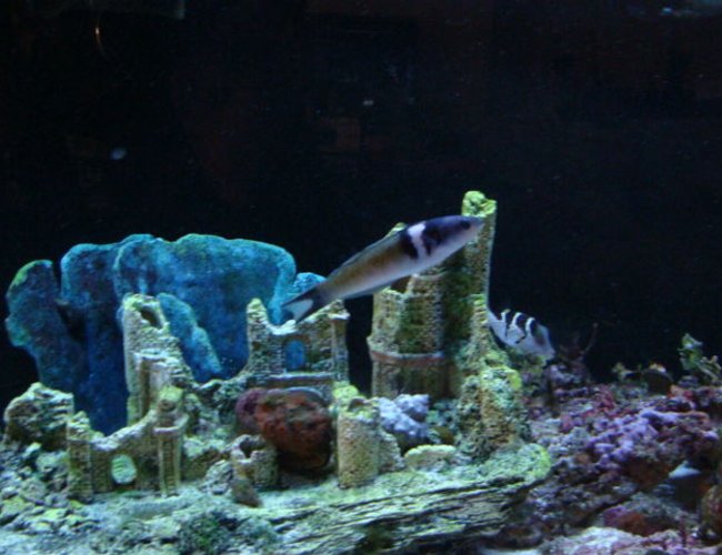 saltwater fish - thalassoma bifasciatum - bluehead wrasse stocking in 75 gallons tank - blue head wrasses and puffer saltwater fish - thalassoma bifasciatum - bluehead wrasse stocking in 75 gallons tank - blue head wrasses and puffer