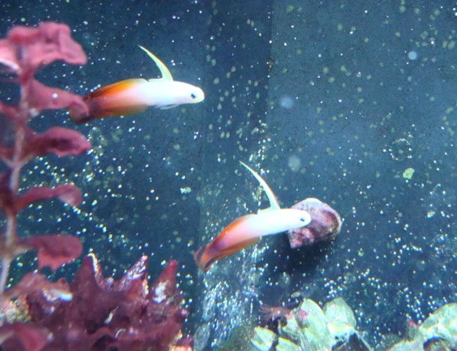 saltwater fish - nemateleotris magnifica - firefish stocking in 75 gallons tank - fire fish pair saltwater fish - nemateleotris magnifica - firefish stocking in 75 gallons tank - fire fish pair