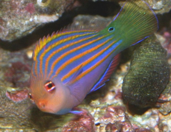 saltwater fish - pseudocheilinus hexataenia - six line wrasse stocking in 40 gallons tank - Six Line Wrasse, Snoopy saltwater fish - pseudocheilinus hexataenia - six line wrasse stocking in 40 gallons tank - Six Line Wrasse, Snoopy