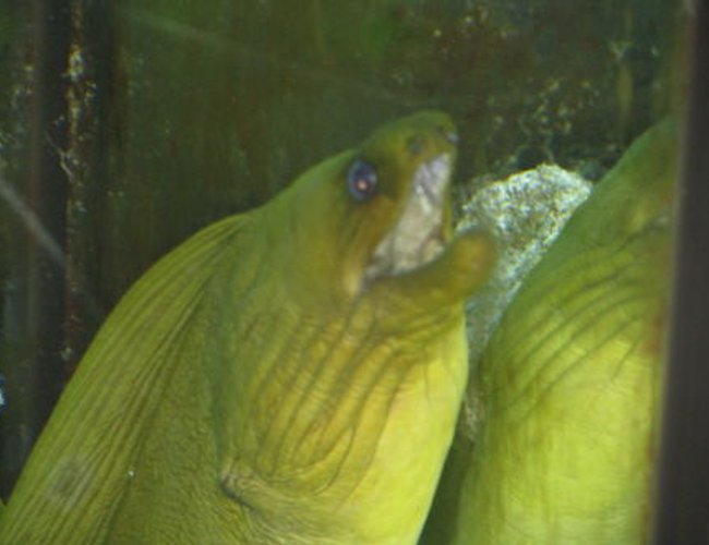 saltwater fish - gymnothorax funebris - green moray eel stocking in 110 gallons tank - green moray eel "AMP" saltwater fish - gymnothorax funebris - green moray eel stocking in 110 gallons tank - green moray eel "AMP"