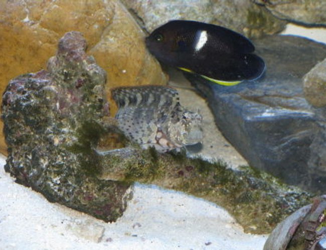 saltwater fish - centropyge tibicen - keyhole angelfish stocking in 110 gallons tank - keyhole angel and lawnmower blenny saltwater fish - centropyge tibicen - keyhole angelfish stocking in 110 gallons tank - keyhole angel and lawnmower blenny