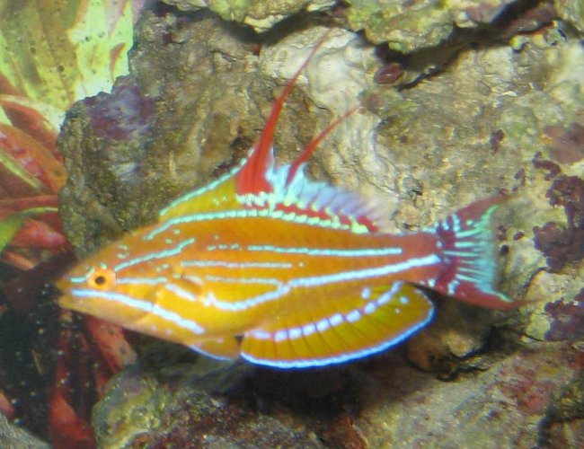 saltwater fish - paracheilinus mccoskeri - mccosker's flasher wrasse stocking in 125 gallons tank - Hybrid flasher wrasse doing his thing saltwater fish - paracheilinus mccoskeri - mccosker's flasher wrasse stocking in 125 gallons tank - Hybrid flasher wrasse doing his thing