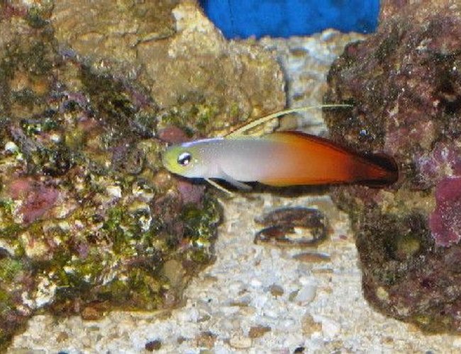 saltwater fish - nemateleotris magnifica - firefish stocking in 55 gallons tank - Fire Fish saltwater fish - nemateleotris magnifica - firefish stocking in 55 gallons tank - Fire Fish
