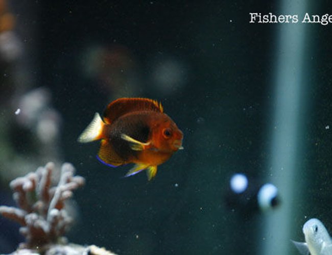 saltwater fish - centropyge fisheri - fisher's angelfish stocking in 120 gallons tank - Fishers angel saltwater fish - centropyge fisheri - fisher's angelfish stocking in 120 gallons tank - Fishers angel
