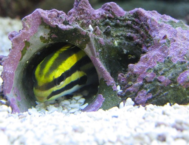 saltwater fish - meiacanthus grammistes - striped blenny stocking in 125 gallons tank - This black strip fang blenny has more personality than any fish I've ever seen. He loves to hide in his shell and pretend he's an eel. saltwater fish - meiacanthus grammistes - striped blenny stocking in 125 gallons tank - This black strip fang blenny has more personality than any fish I've ever seen. He loves to hide in his shell and pretend he's an eel.