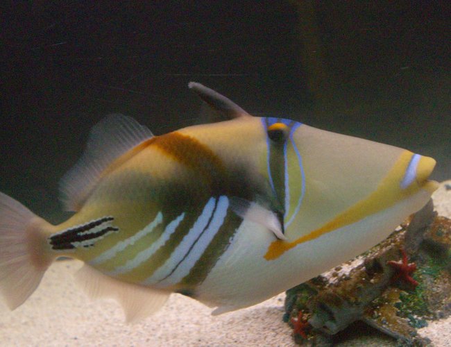 saltwater fish - rhinecanthus aculeatus - humu picasso triggerfish stocking in 125 gallons tank - Picasso Trigger Fish. She's very photogenic and I caught her at Diamond Head in Hawaii. She put up a good fight! saltwater fish - rhinecanthus aculeatus - humu picasso triggerfish stocking in 125 gallons tank - Picasso Trigger Fish. She's very photogenic and I caught her at Diamond Head in Hawaii. She put up a good fight!
